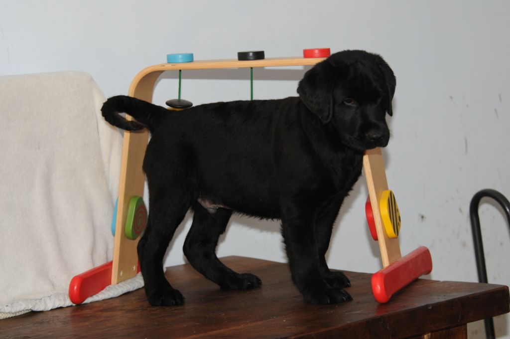 Chiots males et femelles noirs disponibles 