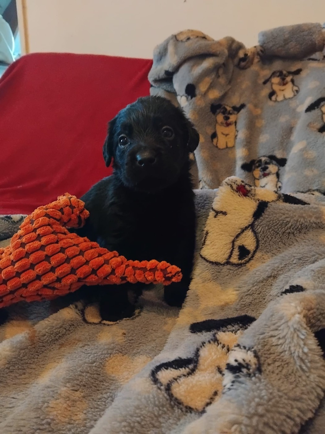 Du Clos des Trois Cerisiers - Chiots disponibles - Labrador Retriever