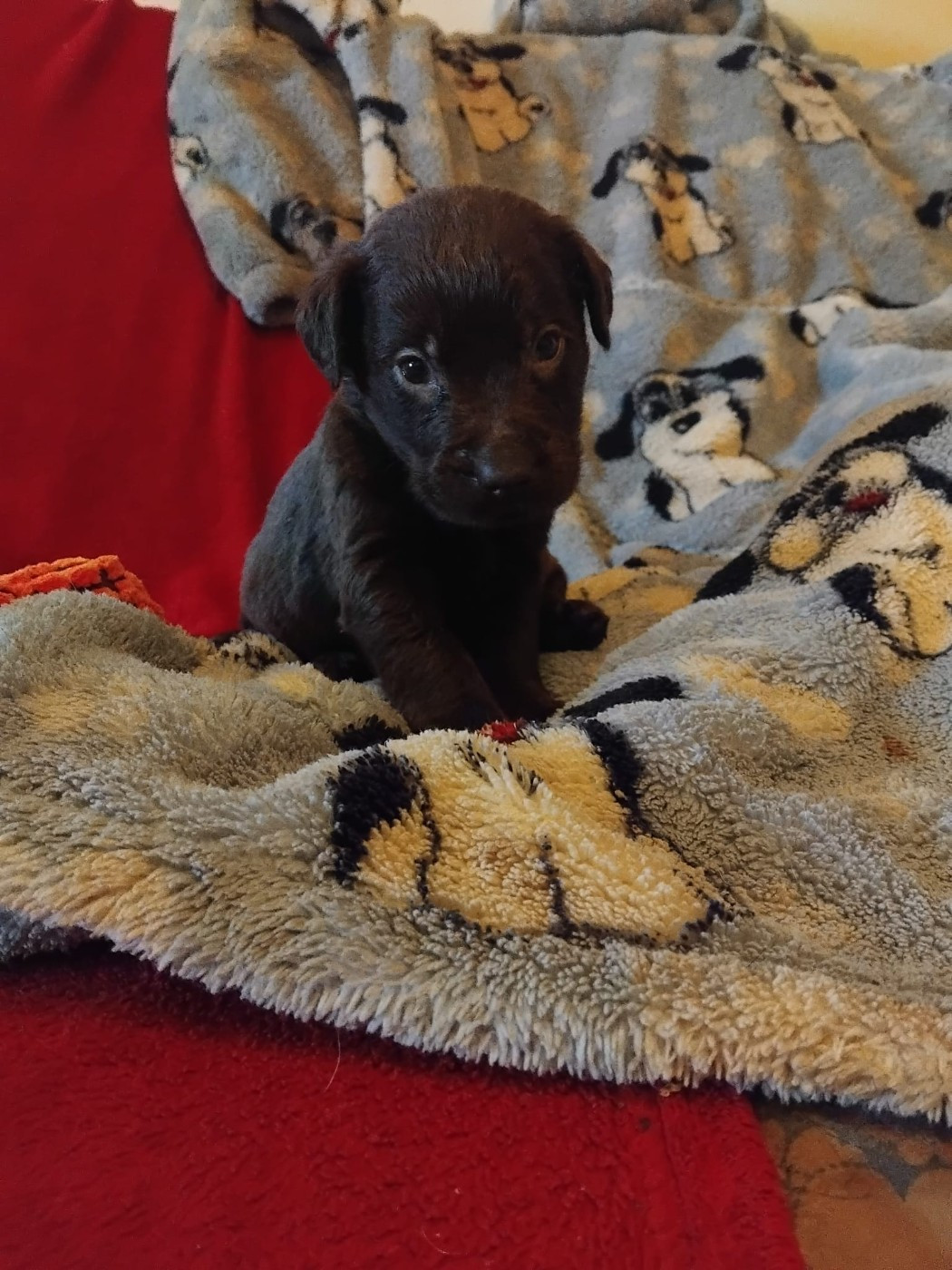 Du Clos des Trois Cerisiers - Chiots disponibles - Labrador Retriever