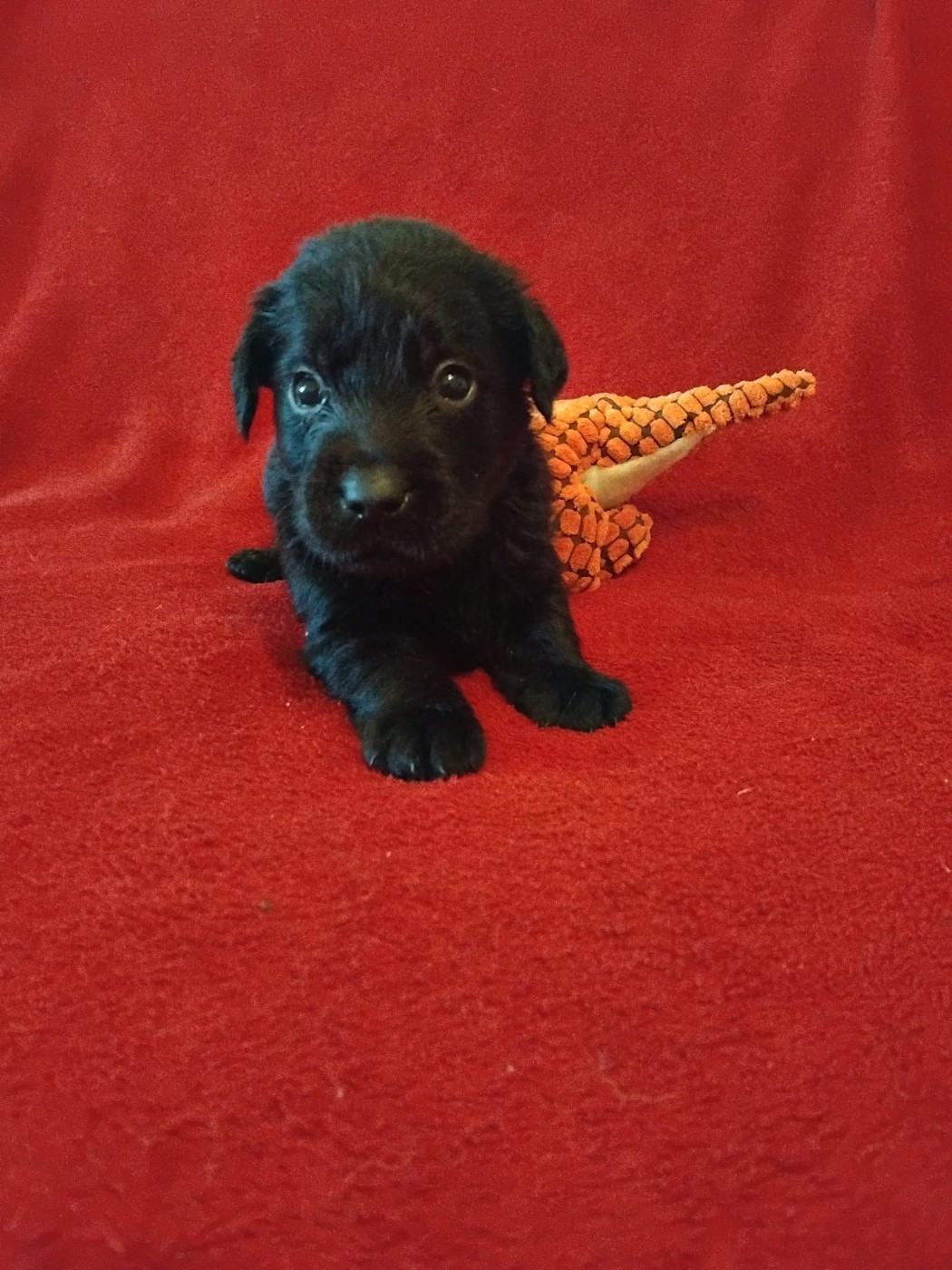 Du Clos des Trois Cerisiers - Chiots disponibles - Labrador Retriever