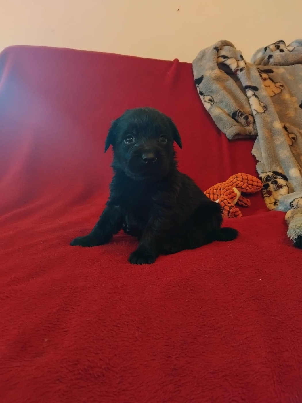 Du Clos des Trois Cerisiers - Chiots disponibles - Labrador Retriever