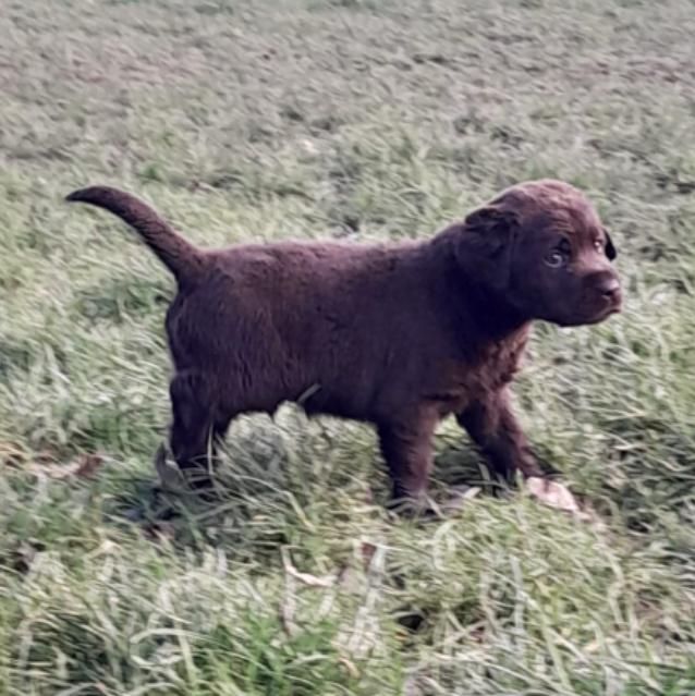 Du Clos des Trois Cerisiers - Chiots disponibles - Labrador Retriever