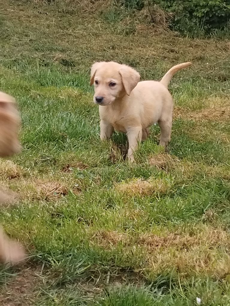 Du Clos des Trois Cerisiers - Chiots disponibles - Labrador Retriever
