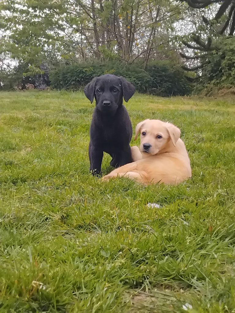 Du Clos des Trois Cerisiers - Chiots disponibles - Labrador Retriever