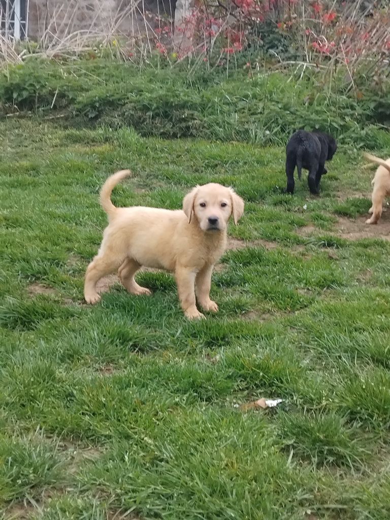 Du Clos des Trois Cerisiers - Chiots disponibles - Labrador Retriever