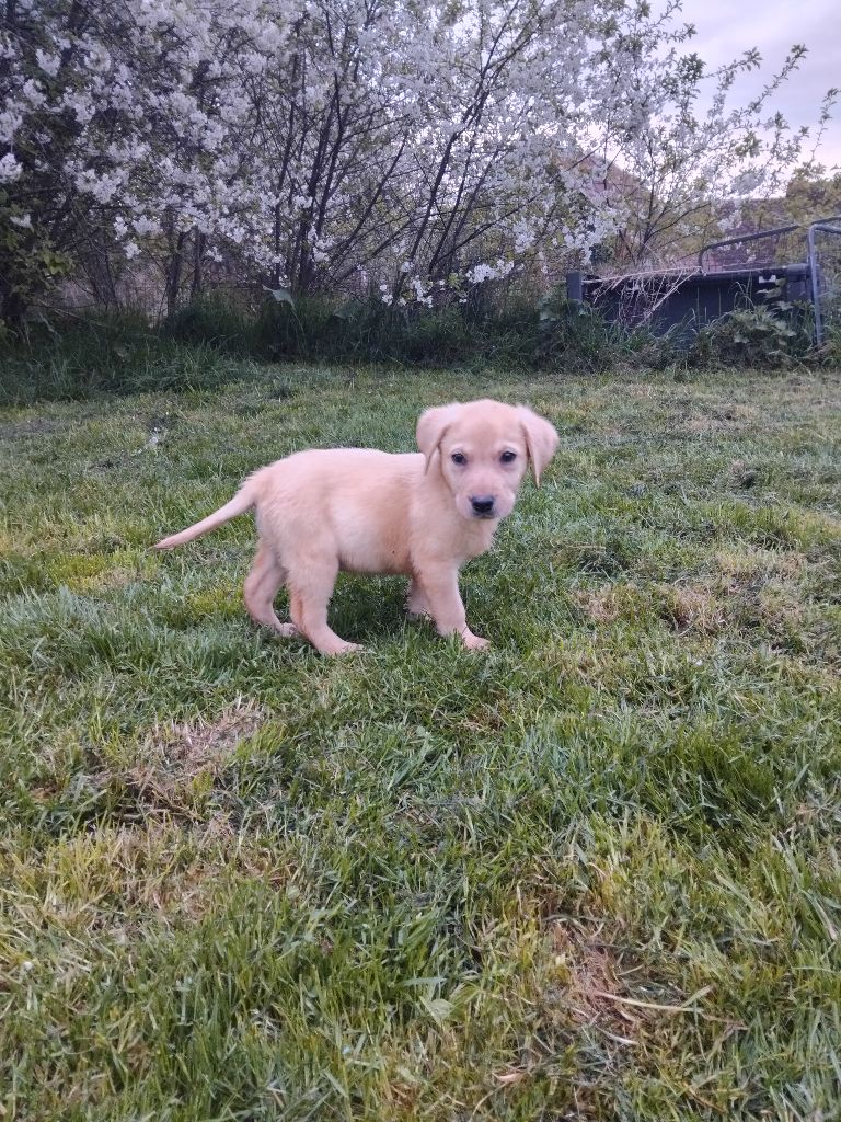 Du Clos des Trois Cerisiers - Chiots disponibles - Labrador Retriever