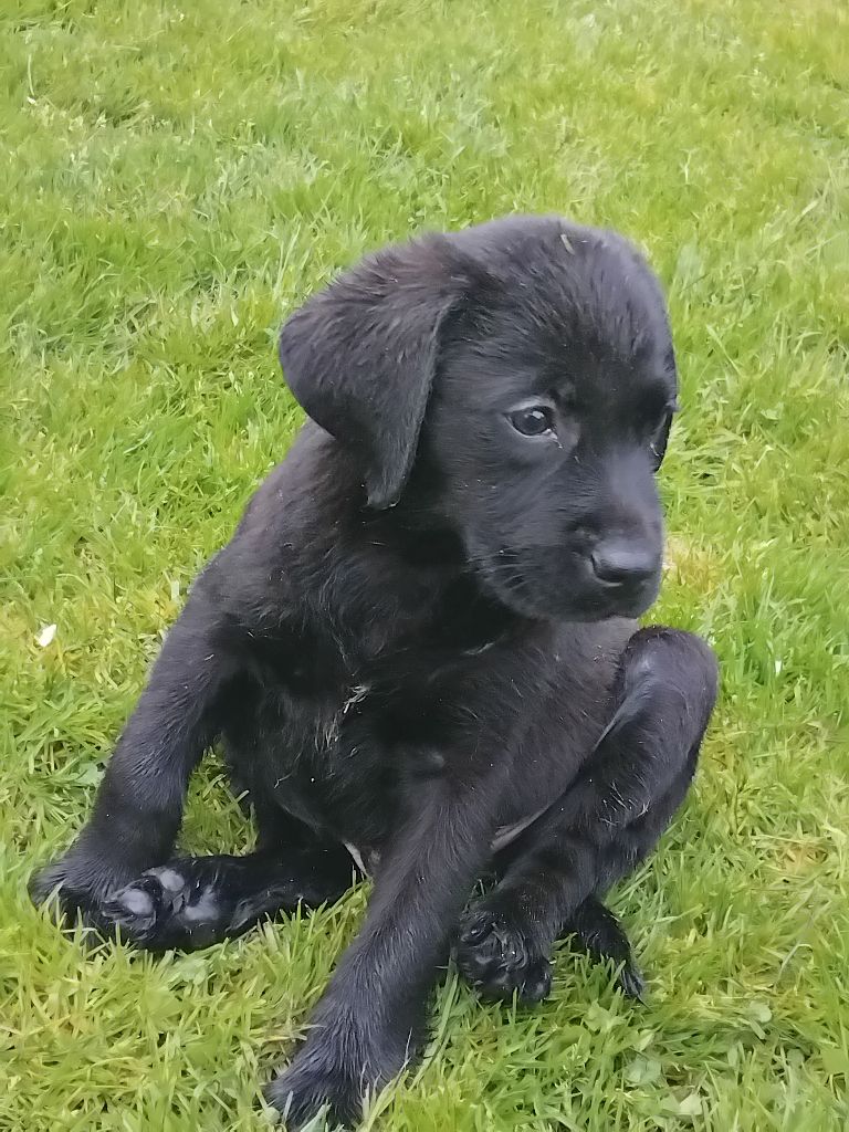 Du Clos des Trois Cerisiers - Chiots disponibles - Labrador Retriever