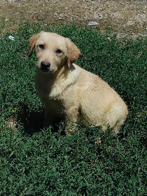 Athena