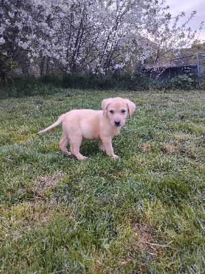CHIOT 4