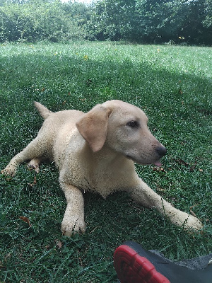 Azia