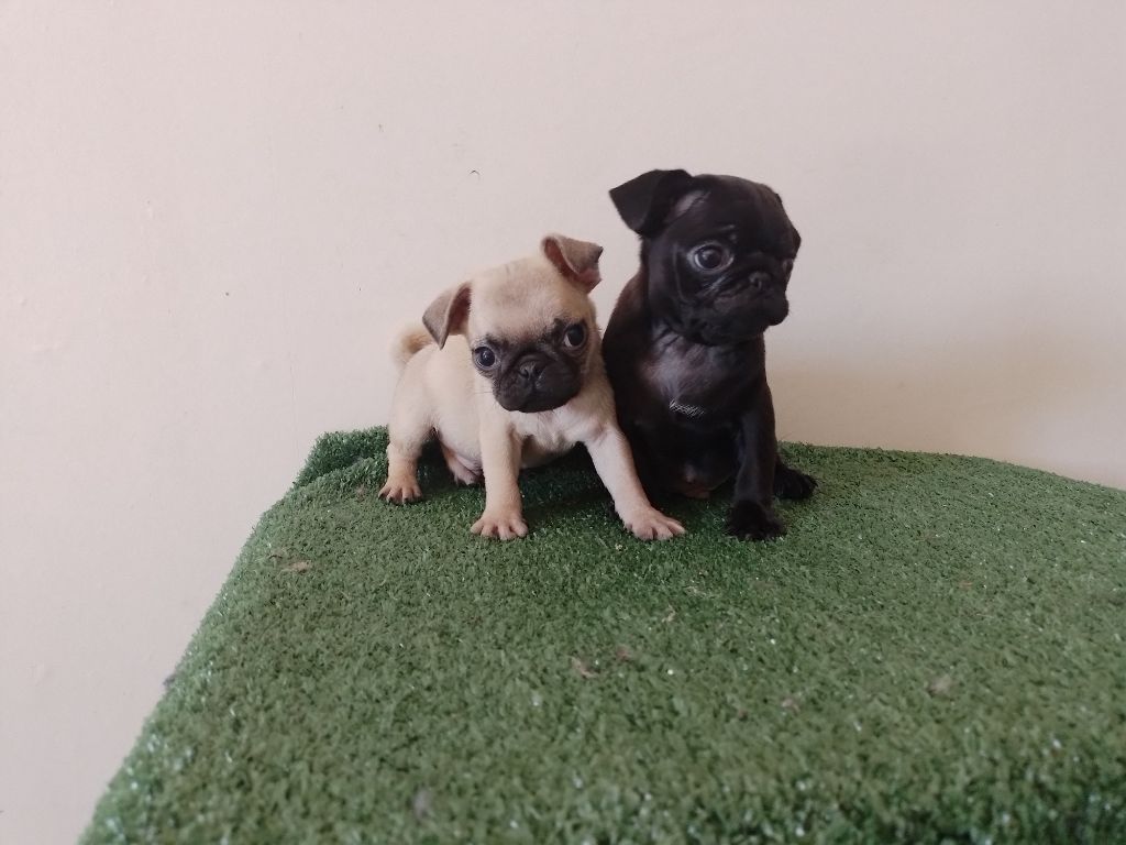Chiot Carlin Du Clos des Trois Cerisiers