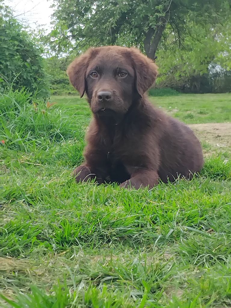 Du Clos des Trois Cerisiers - Chiots disponibles - Labrador Retriever