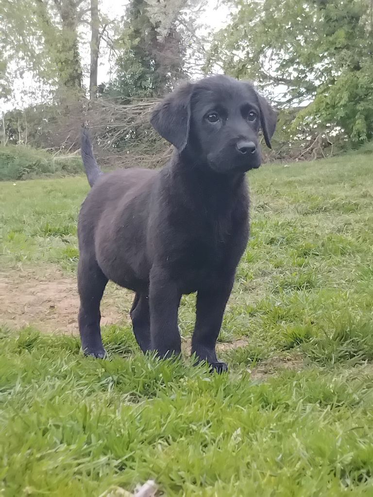 Du Clos des Trois Cerisiers - Chiots disponibles - Labrador Retriever